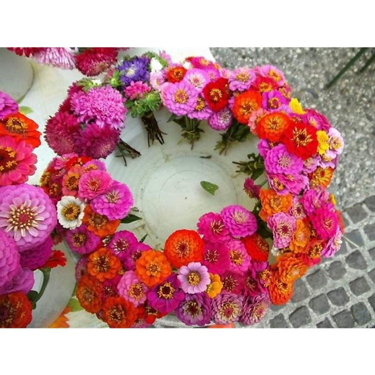 Hạt giống cúc lá nhám mix