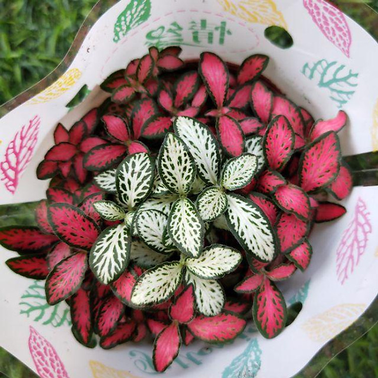 Cây cẩm nhung Fittonia, lá may mắn nhiều màu đẹp.