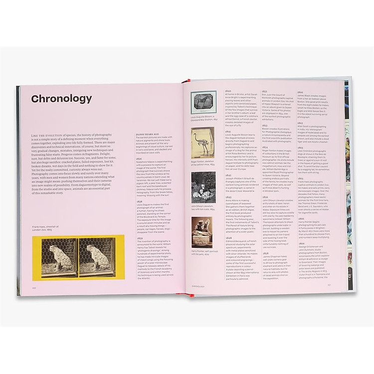 Why We Photograph Animals - Ảnh 4