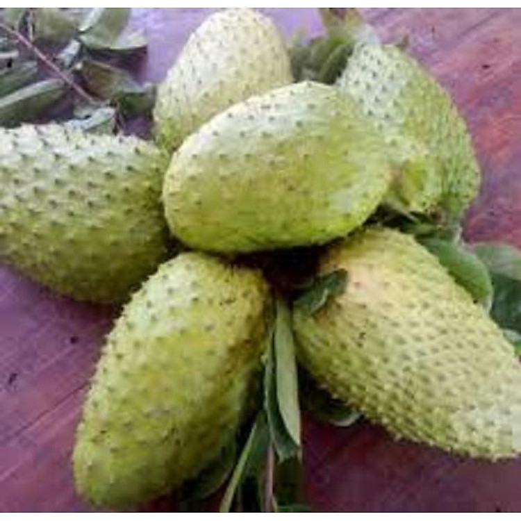 Mãng cầu gai, cây mãng cầu gai-