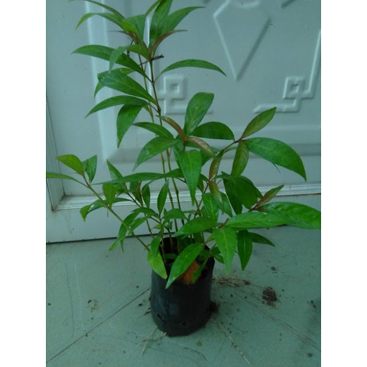 Cây Tu Lình - Cây Nhật nguyệt