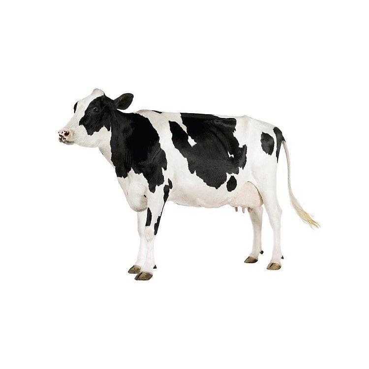 Flashcards - Dạy Trẻ Về Thế Giới Xung Quanh - Ảnh 4