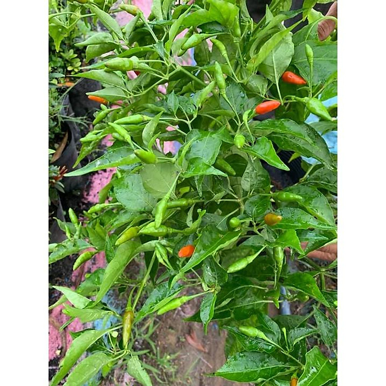 GIỐNG ỚT XIÊM ỚT HIỂM XANH (có trái sẵn)