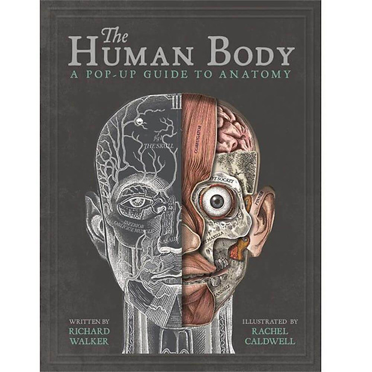 The Human Body : A Pop-Up Guide to Anatomy
