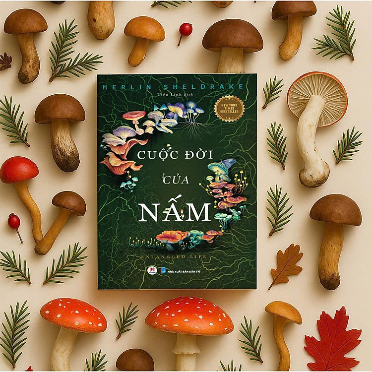 Cuộc Đời Của Nấm - Ảnh 3