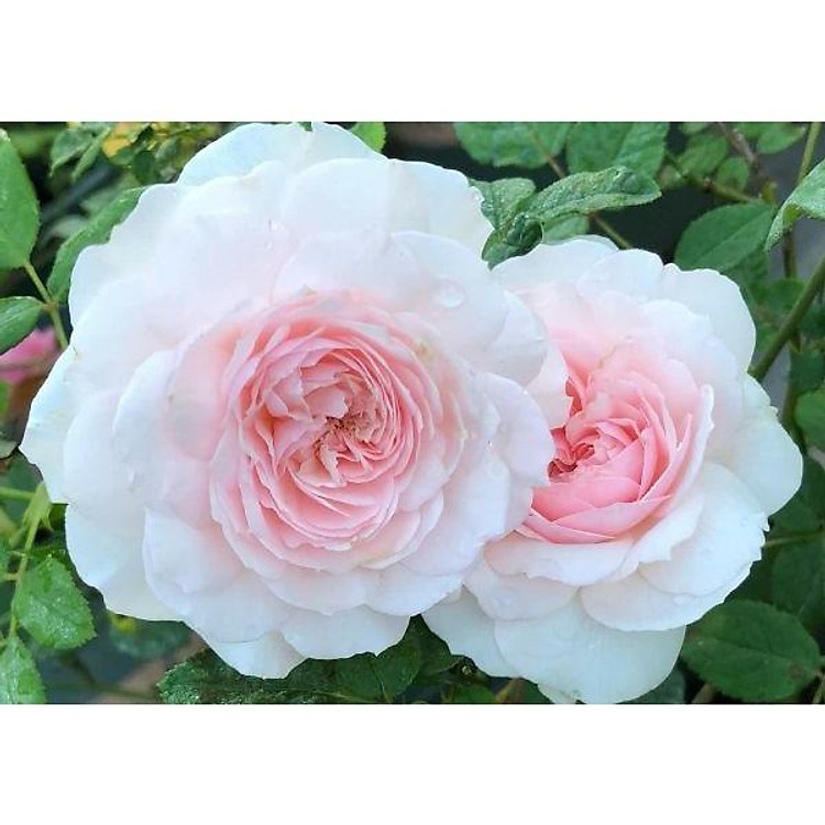 Chậu giống hoa hồng Nhật Misaki