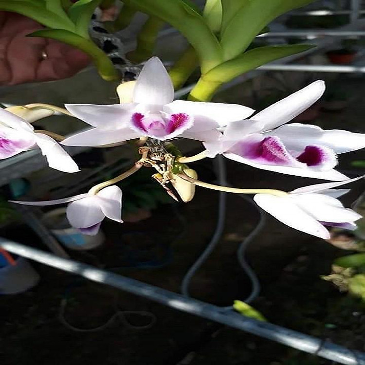 Hoa lan (phi điệp) ám cổ văn giang