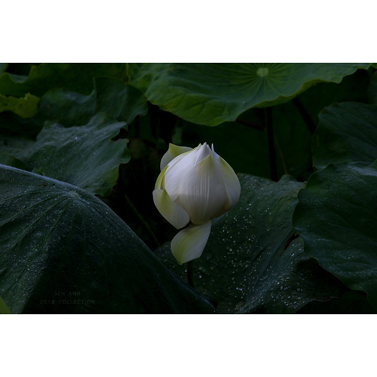 Tranh canvas hoa Sen treo phòng khách ST-00157