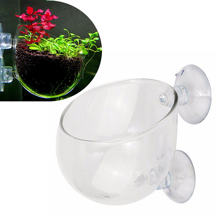 Cốc thủy sinh gắn thành bể trồng cây trang trí trong bể cá cảnh