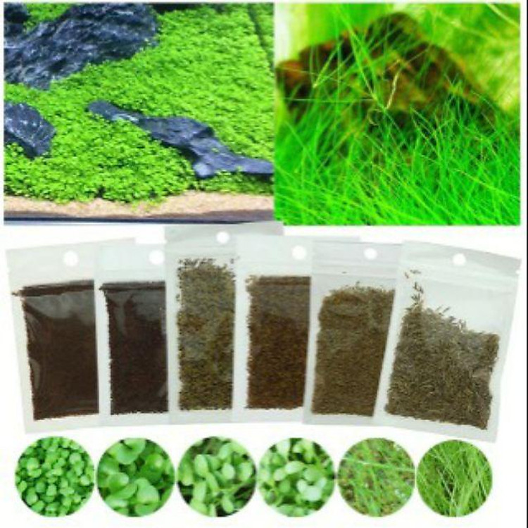 Hạt giống cây thủy sinh 25k/1gói (trân châu nhật, ngưu mao chiên,NMC lùn xòe, trân châu ngọc trai, cỏ clover)