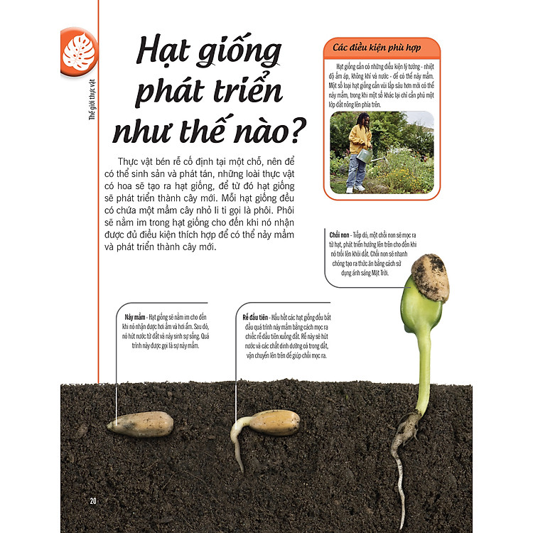 Bách Khoa Thư Về Thế Giới Thực Vật - Cây, Lá, Hoa Và Hạt - Ảnh 2