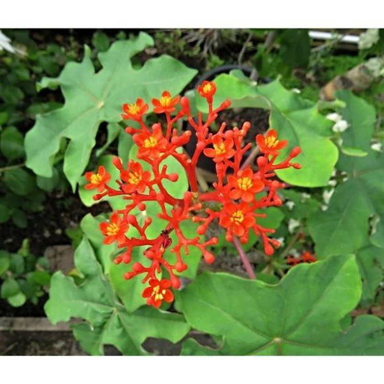 Cây sen tàu (hình 3) + Tặng (0,3kg) phân hữu cơ cao cấp