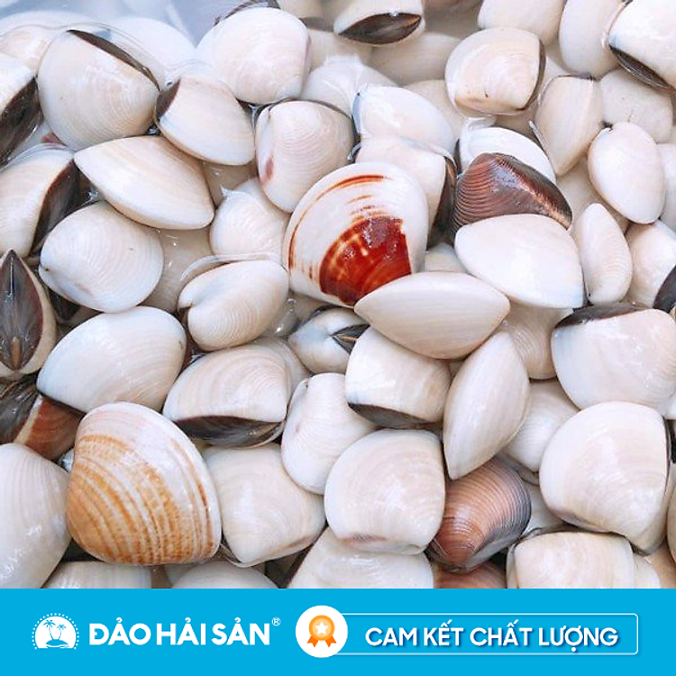 Nghêu (Ngao) Trắng Sống