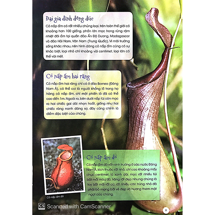 Thực Vật Thần Kỳ - Ảnh 2