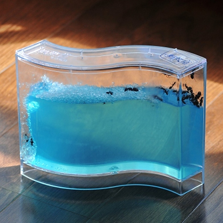 Hộp Nuôi Kiến Cảnh (73x32x78mm)