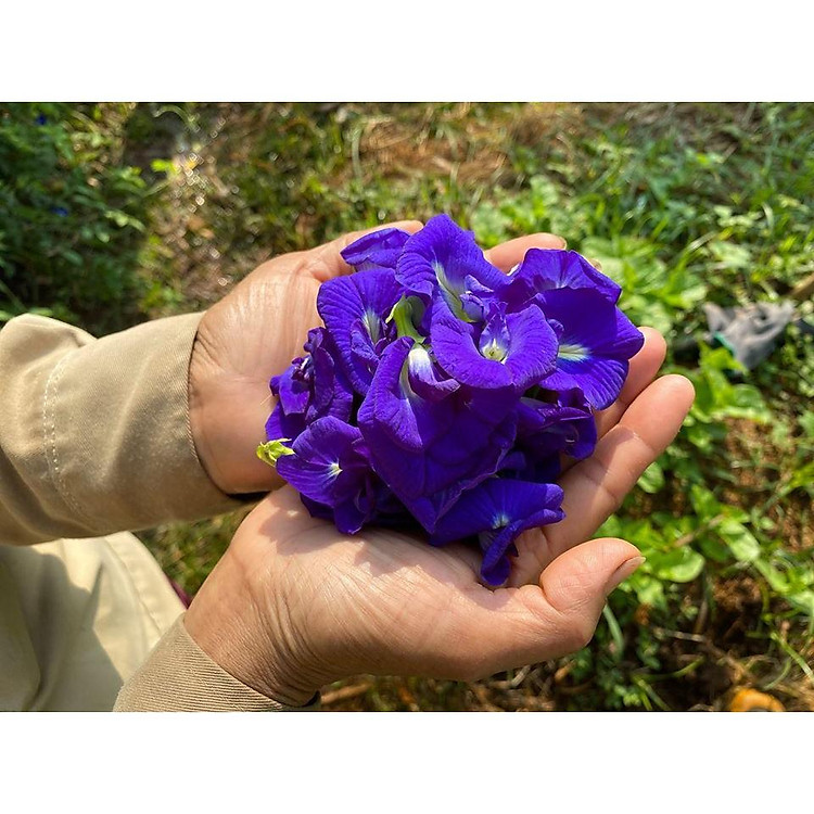 Hoa đậu biếc khô và bột hoa đậu biếc