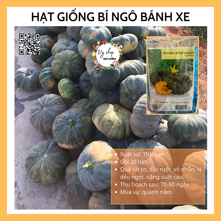 Hạt giống bí ngô bánh xe Thái Lan