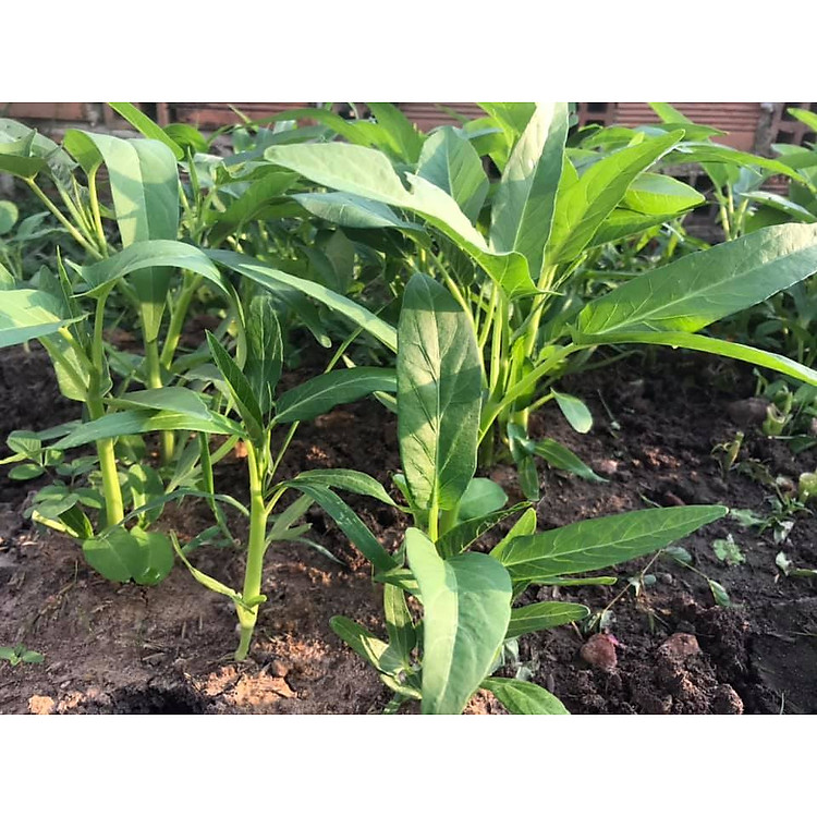 Hạt Giống Rau muống lá lớn RADO 13 - NON GMO, RẠNG ĐÔNG Chất lượng vượt trội