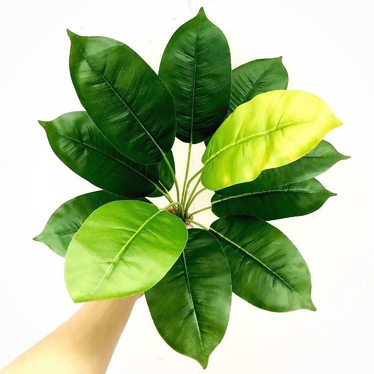 Bụi Lá Hạnh