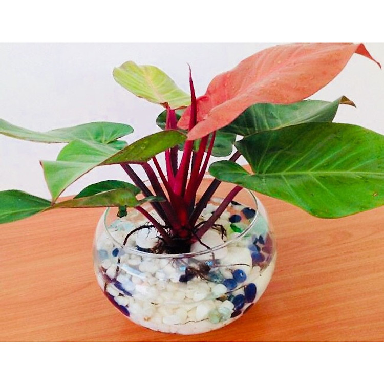 Cây trầu bà đế vương đỏ mẫu mới thủy sinh để bàn