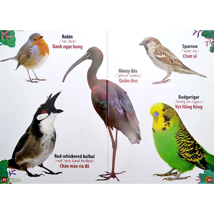 Thư Viện Hình Ảnh Song Ngữ Đầu Tiên Của Bé - Loài Chim - Ảnh 6