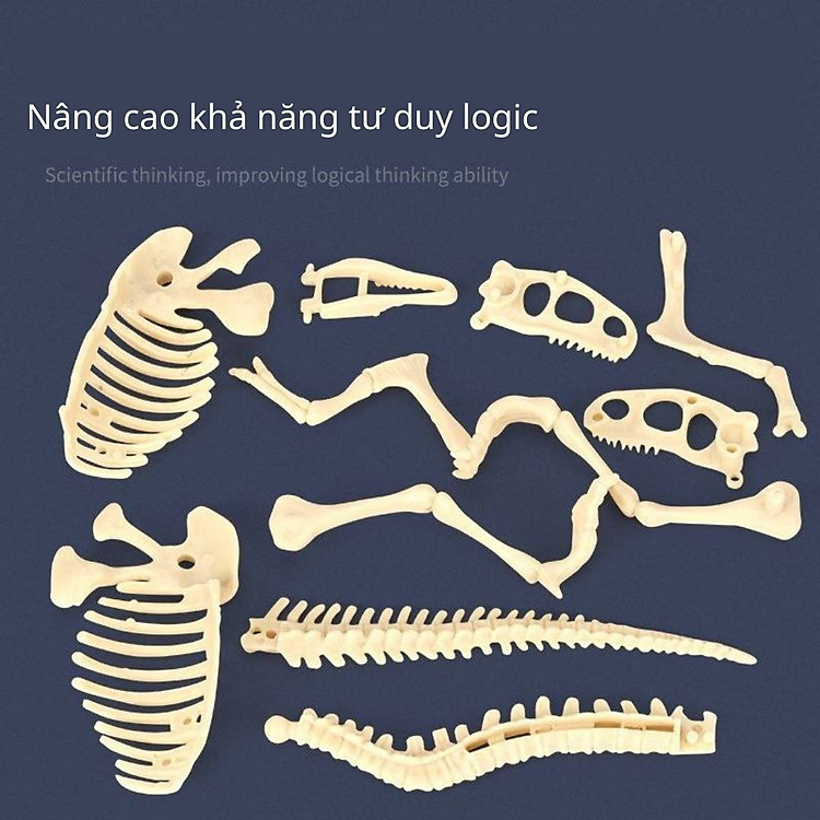Mô hình Khủng Long hóa thạch EASYKD Chính hãng Giá rẻ - Hình ảnh 3