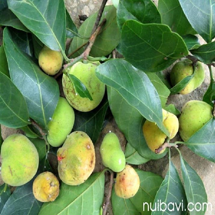 cây chay giống siêu quả