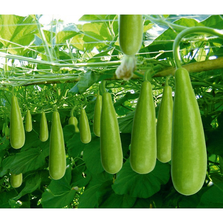 Hạt Giống Bầu Xị F1 ( 3 Gói )