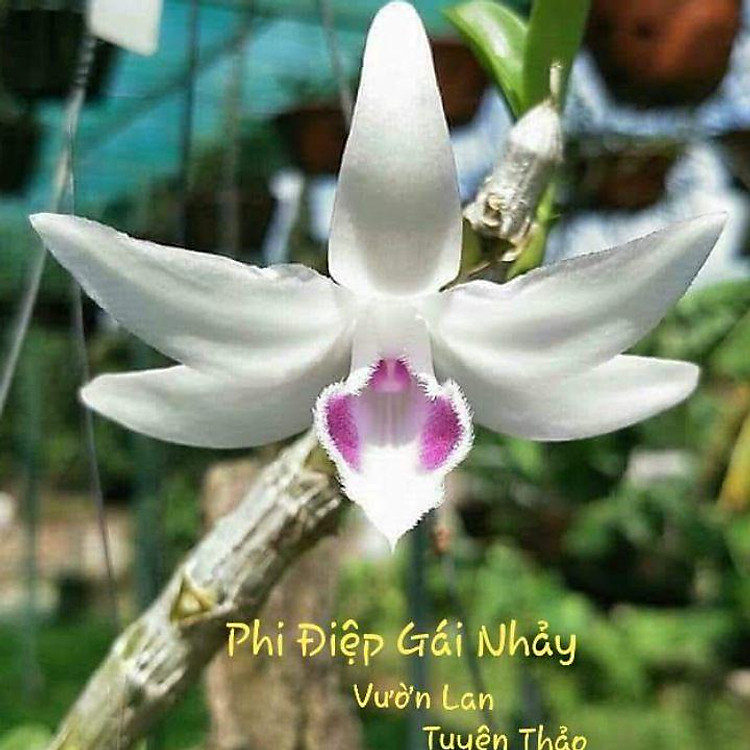 CHẬU HOA LAN PHI ĐIỆP 5CT GÁI NHẢY THÂN THỦ QUA ĐẸP cây cực đẹp