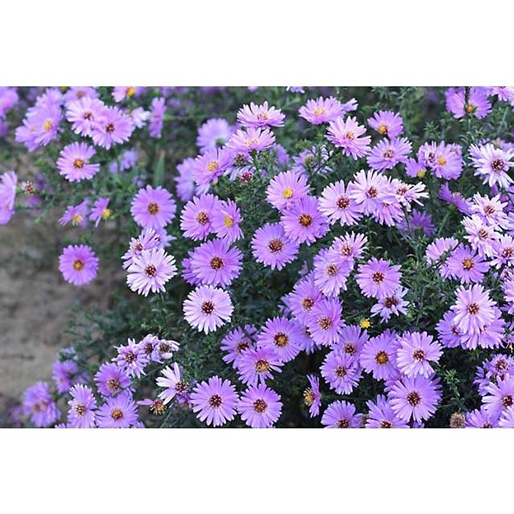 Cây giống hoa cúc thạch thảo (Cúc sao) hoa màu tím đẹp mộng mơ-cây cực dễ trồng