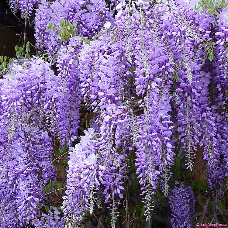 Bộ 3 gói Hạt giống hoa tử đằng