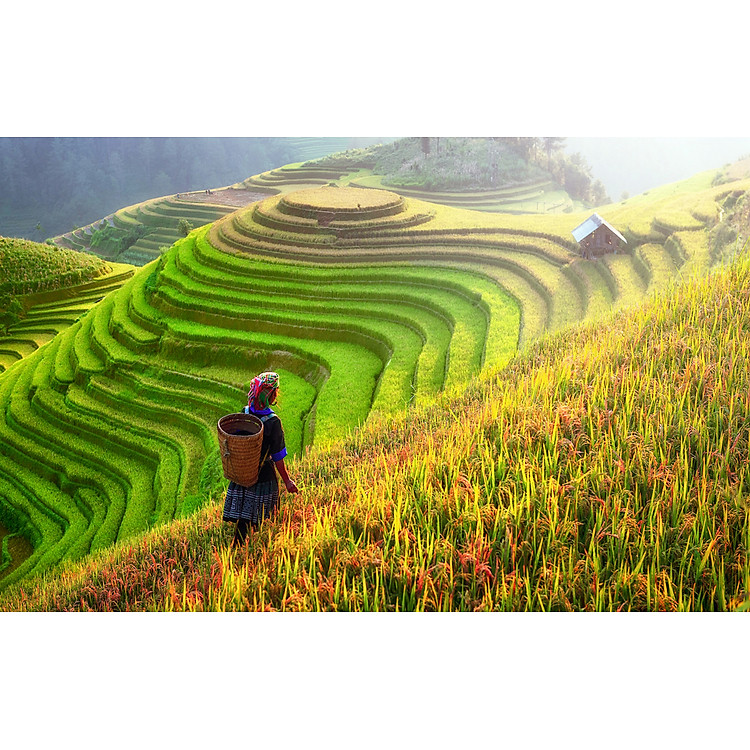 Mua Bộ tranh xếp hình 1000 mảnh Ruộng Bậc Thang Chính hãng Tiết kiệm - Hình ảnh 2