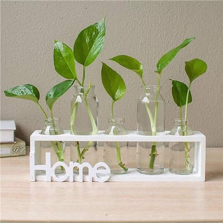 Set 5 Lọ Thủy Tinh Cắm Hoa Kèm Kệ Gỗ Trang Trí Nhà Cửa, Bàn Làm Việc - Tặng kèm 1 cột tóc quả bơ