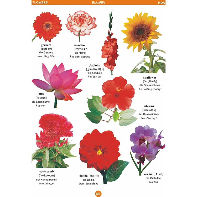 Từ Điển Anh - Đức - Việt Bằng Hình Dành Cho Trẻ Em - Ảnh 6