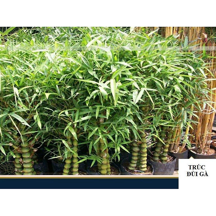 cây TRÚC ĐÙI GÀ lùn mini, Trúc phật bà nhiều thân