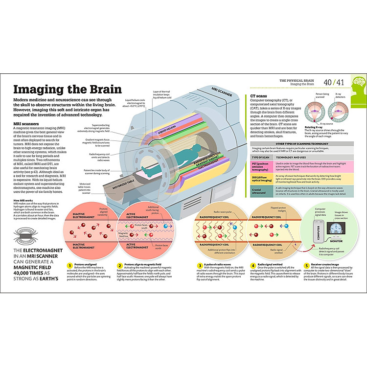 How The Brain Works: The Facts Visually Explained - Ảnh 5