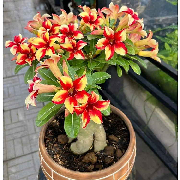 Hạt giống hoa sứ kép Thái Lan - Bịch 10 hạt – Mã số 1587