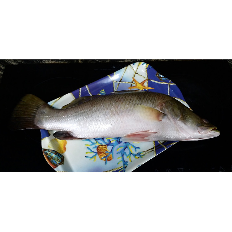 Cá chẽm nguyên con đông lạnh - 3kg