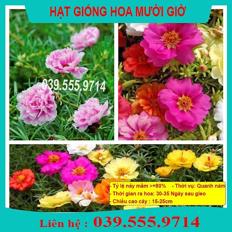 Hạt Hoa Mười Giờ Nhiều Màu - Hoa Trồng Chậu Đẹp