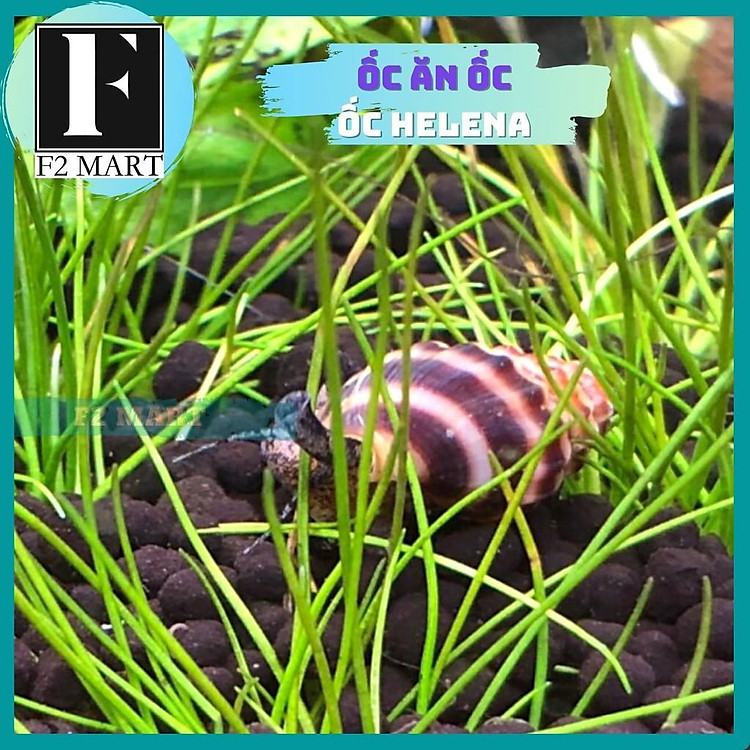 Ốc ăn ốc - Ốc Helena - Assassin snail, Ăn Ốc Hại Hồ Cá Bể Thủy Sinh