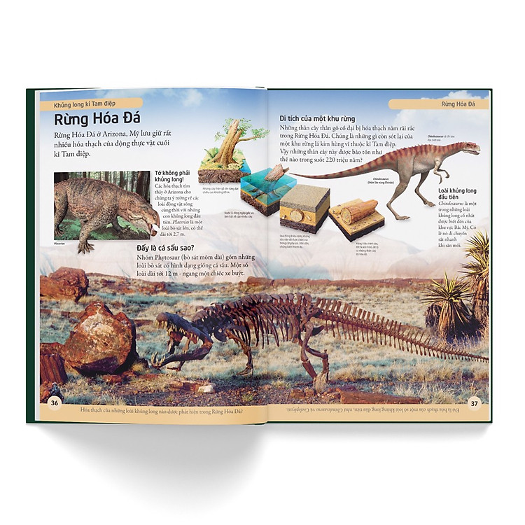 Bách Khoa Cho Trẻ Em – Bách Khoa Khủng Long - Ảnh 4