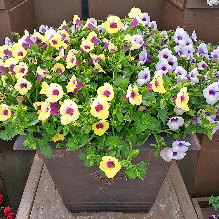 Hạt giống Hoa Tô Liên - hoa mắt nai nhiều màu VTS175