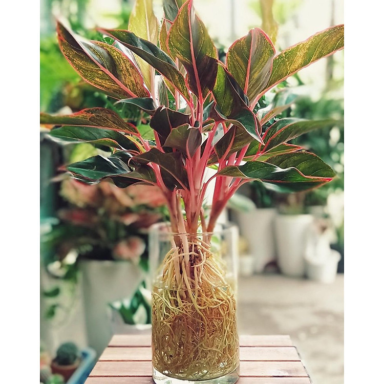 Cây phú quý thủy sinh