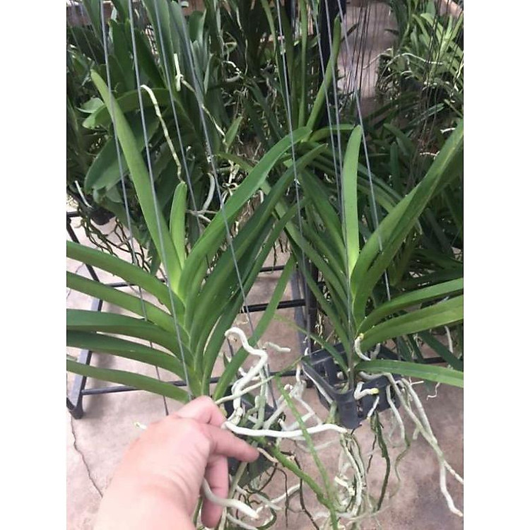 hoa phong lan vanda thái