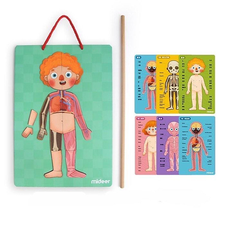 Đồ Chơi Xếp Hình Nam Châm Cơ Thể Mideer Chính hãng Giá rẻ - Hình ảnh 3