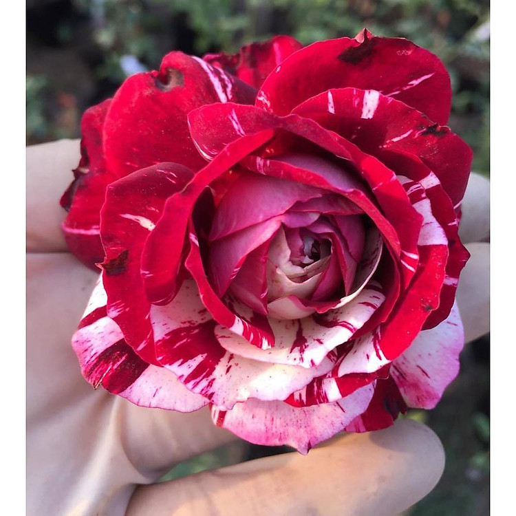 Cây hoa hồng Julio - Hoa màu đỏ sọc đẹp, -bầu to lớn, cây trưởng thành trưởng thành