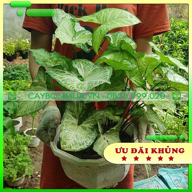 Cây Muống Nhật, cao 15-20cm, trồng chậu để bàn siêu sinh.