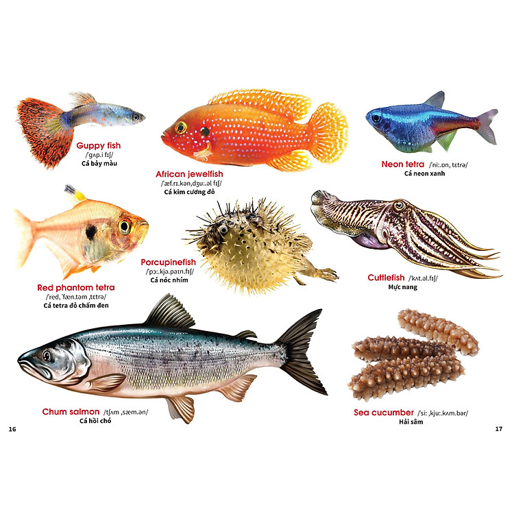 My First Book Of Animal - Động Vật Dưới Nước - Ảnh 6