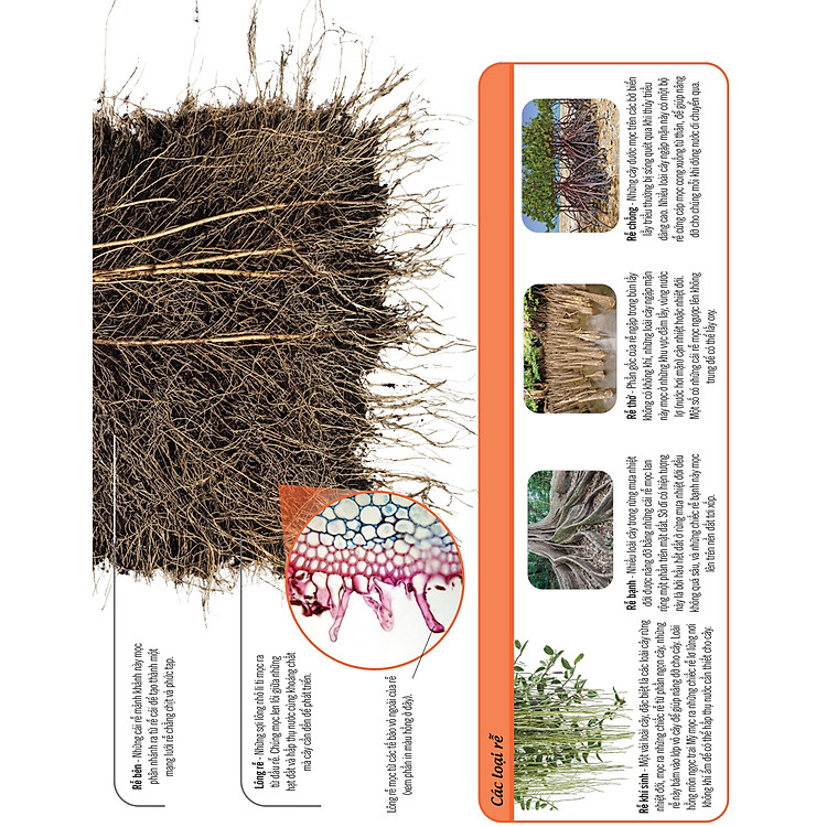 Bách Khoa Thư Về Thế Giới Thực Vật - Cây, Lá, Hoa Và Hạt - Ảnh 3