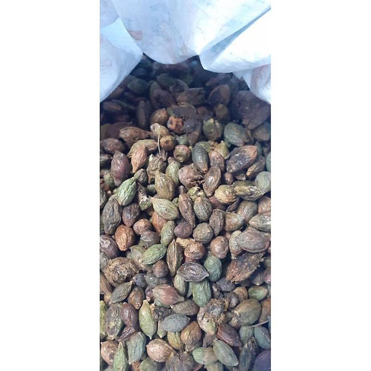 Hạt bàng đài loan